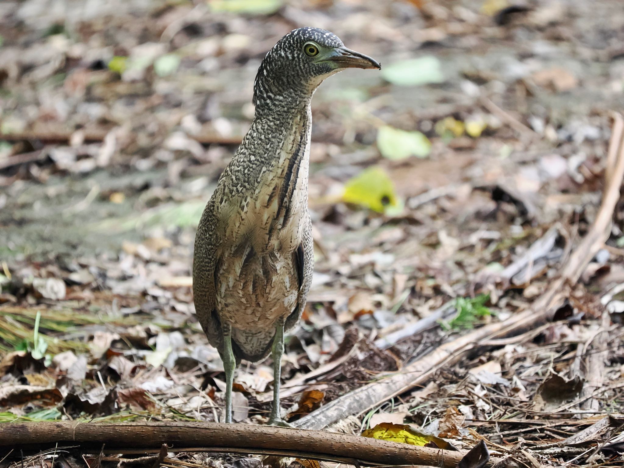 Malayan Night Heron