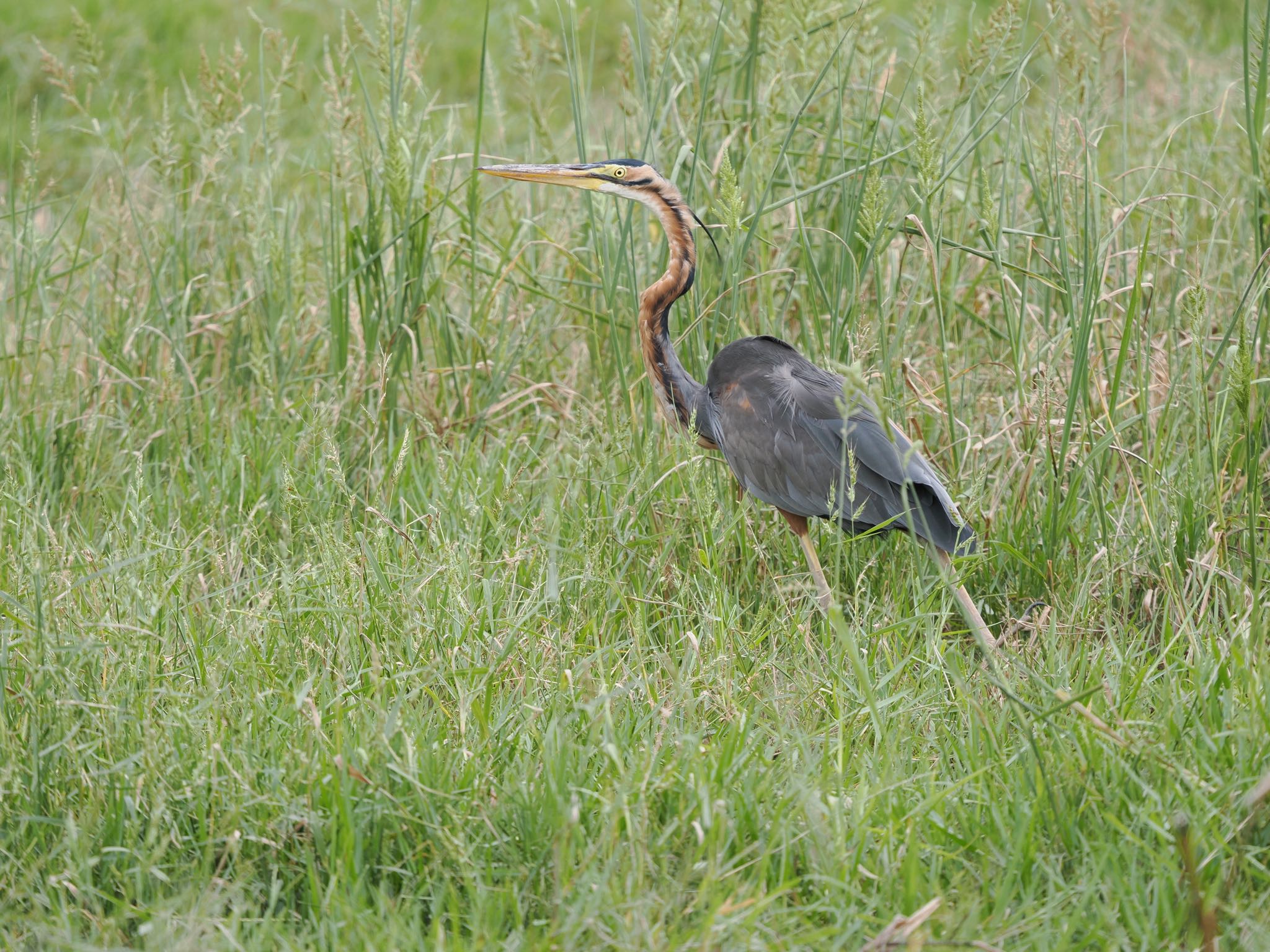 Purple Heron