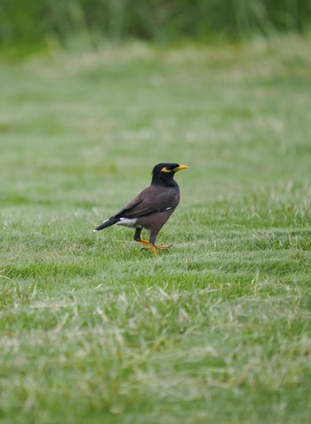 Common Myna Ishigaki Island Tue, 10/11/2022