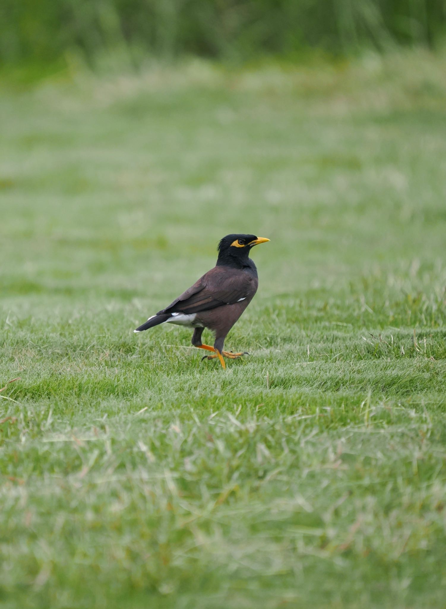 Common Myna