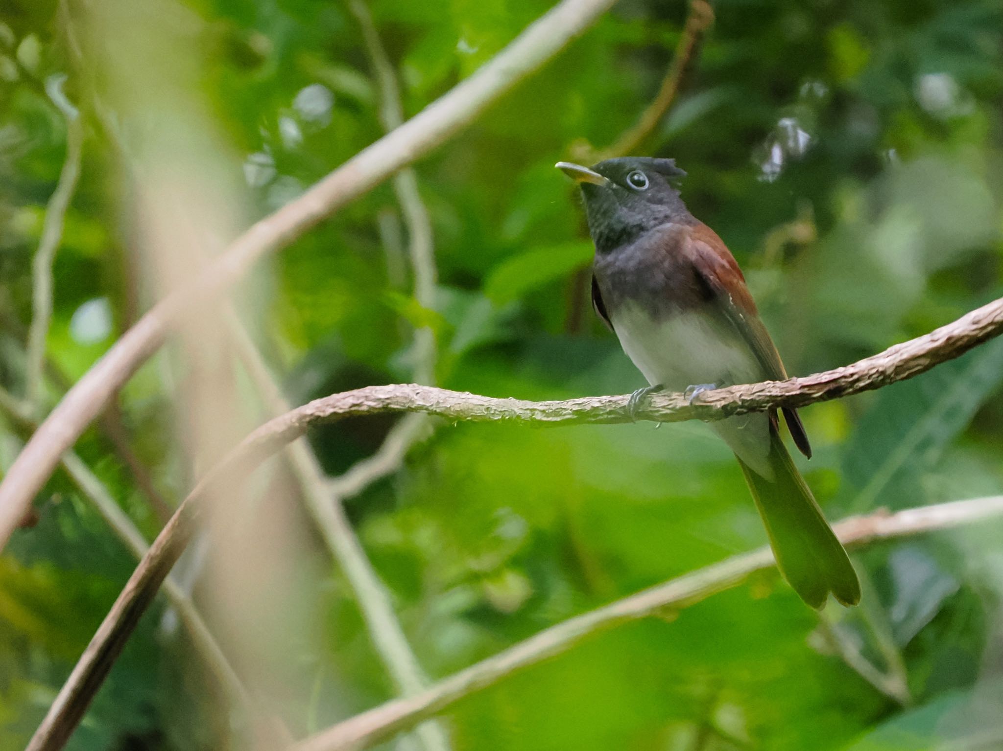 Photo of Black Paradise Flycatcher(illex) at Ishigaki Island by okamooo