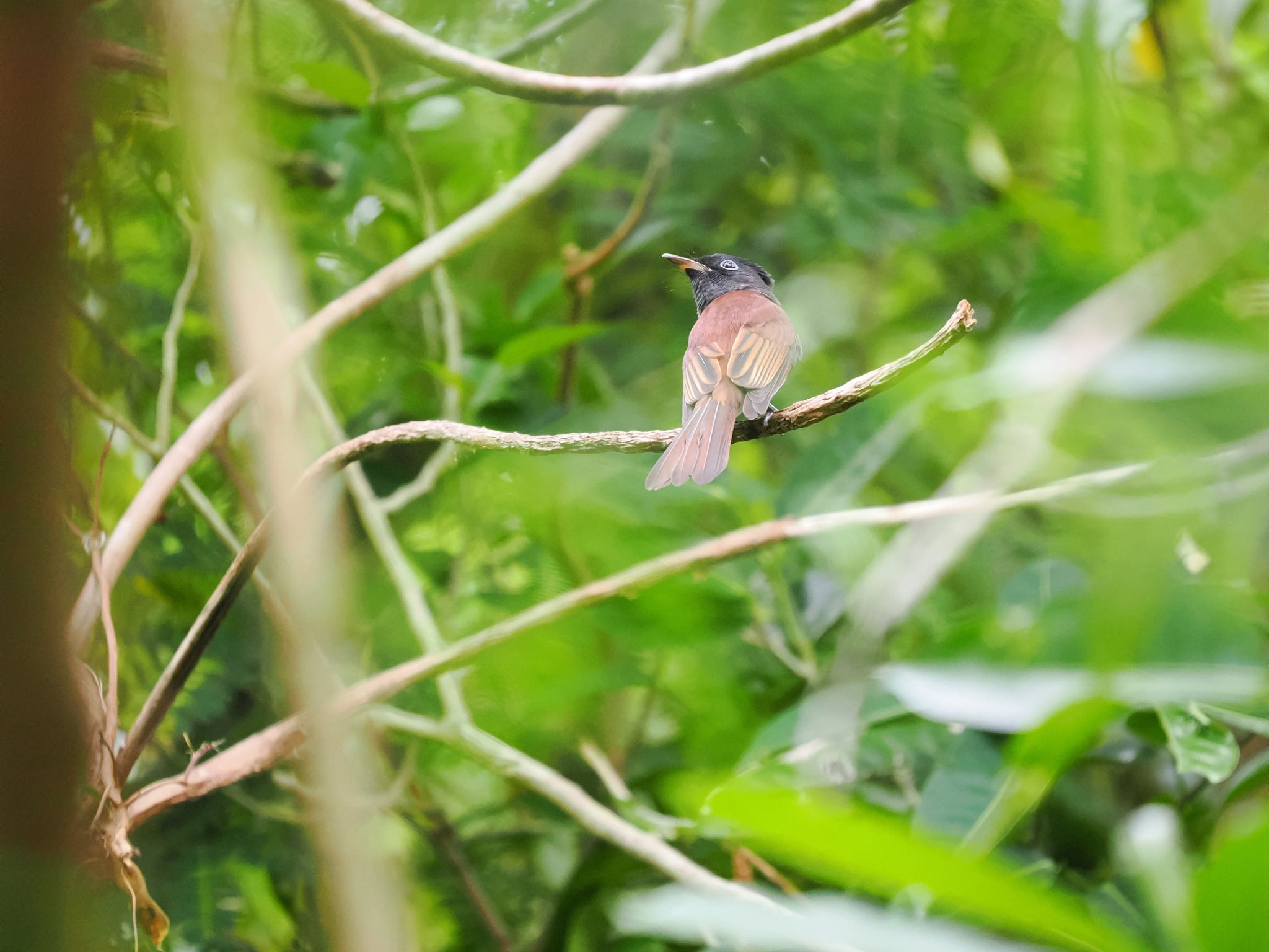 Black Paradise Flycatcher(illex)