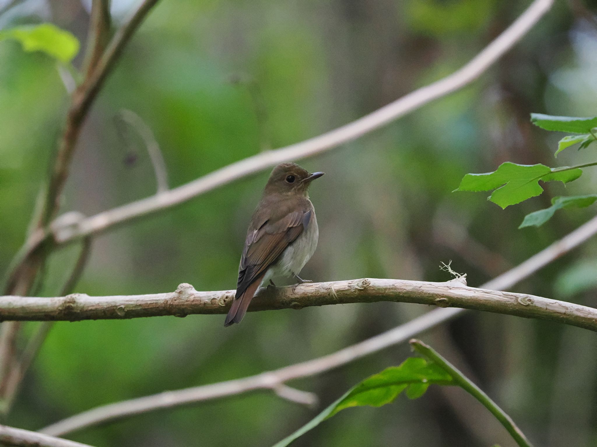 Blue-and-white Flycatcher