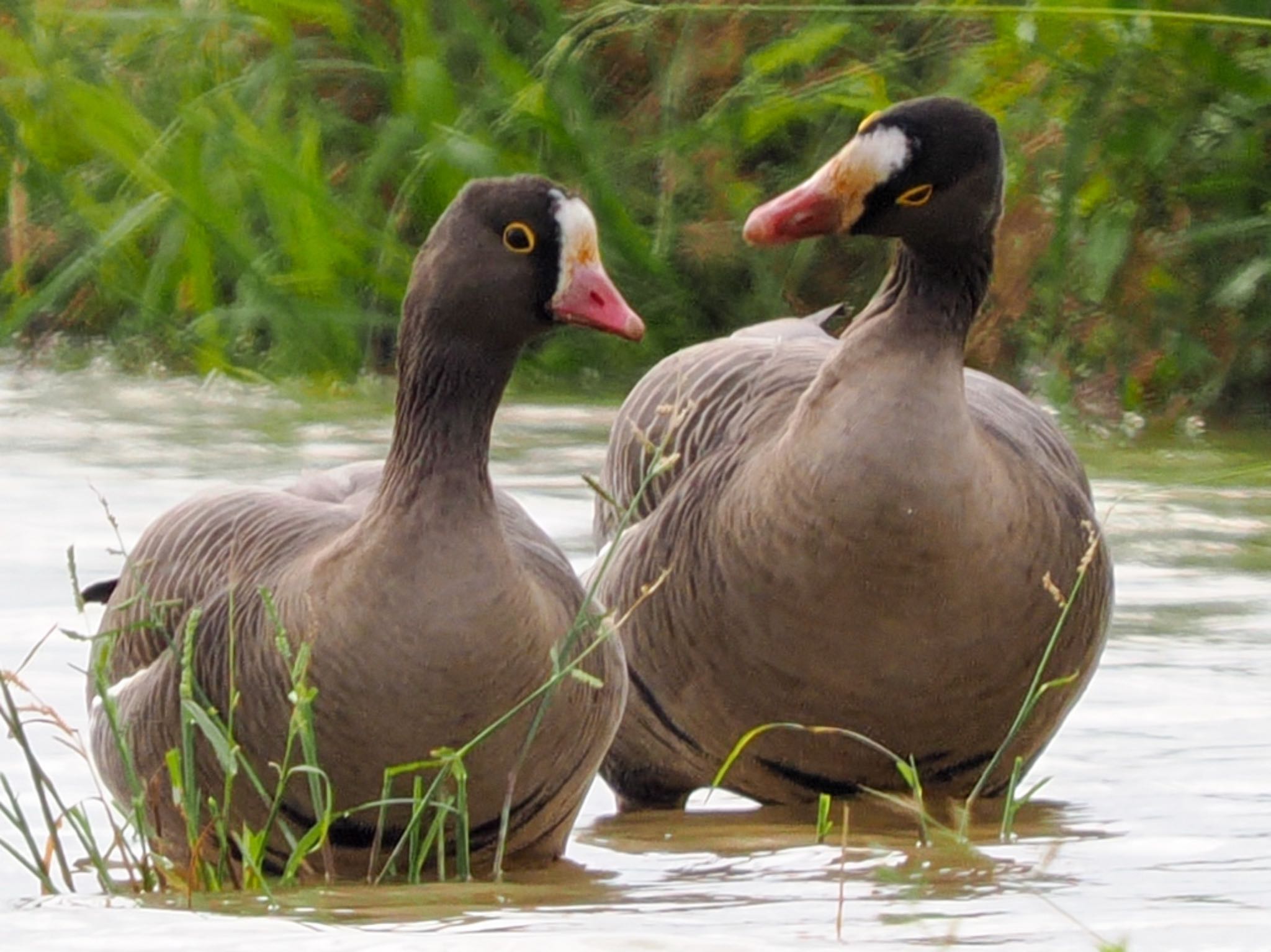 Lesser White-fronted Goose