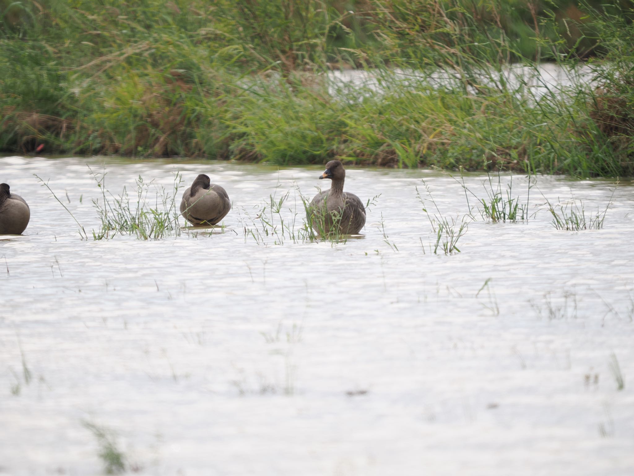 Tundra Bean Goose