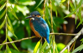 Common Kingfisher 城北公園 Sun, 10/30/2022