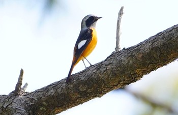 Daurian Redstart 城北公園 Sun, 10/30/2022