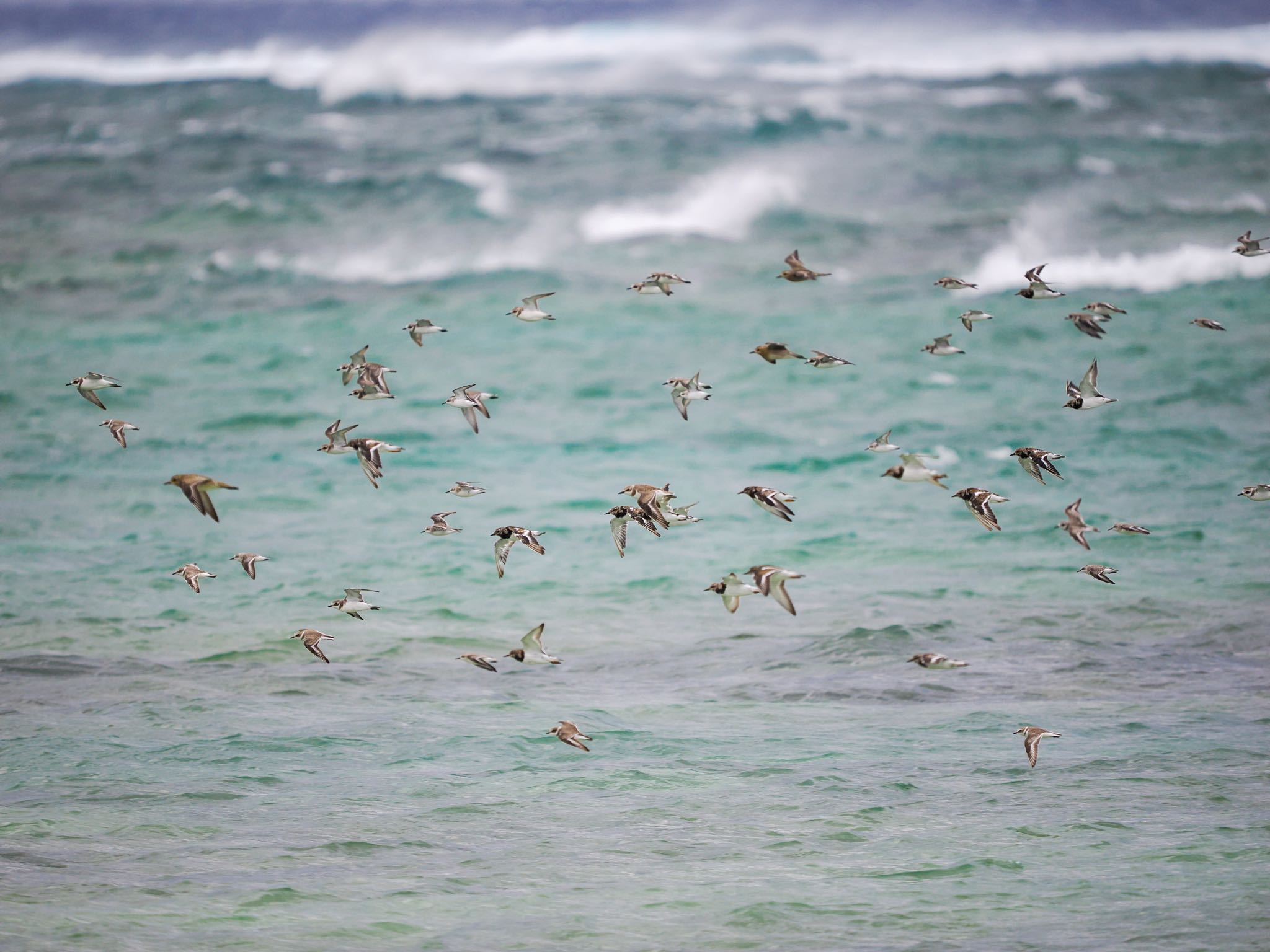 Long-billed Plover