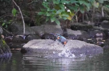 カワセミ こども自然公園 (大池公園/横浜市) 2022年10月30日(日)