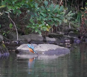 カワセミ こども自然公園 (大池公園/横浜市) 2022年10月30日(日)