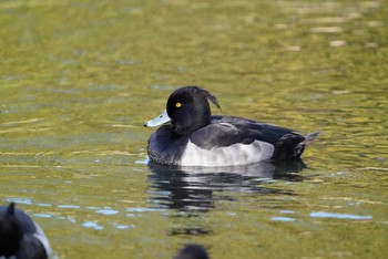 キンクロハジロ こども自然公園 (大池公園/横浜市) 2022年10月30日(日)