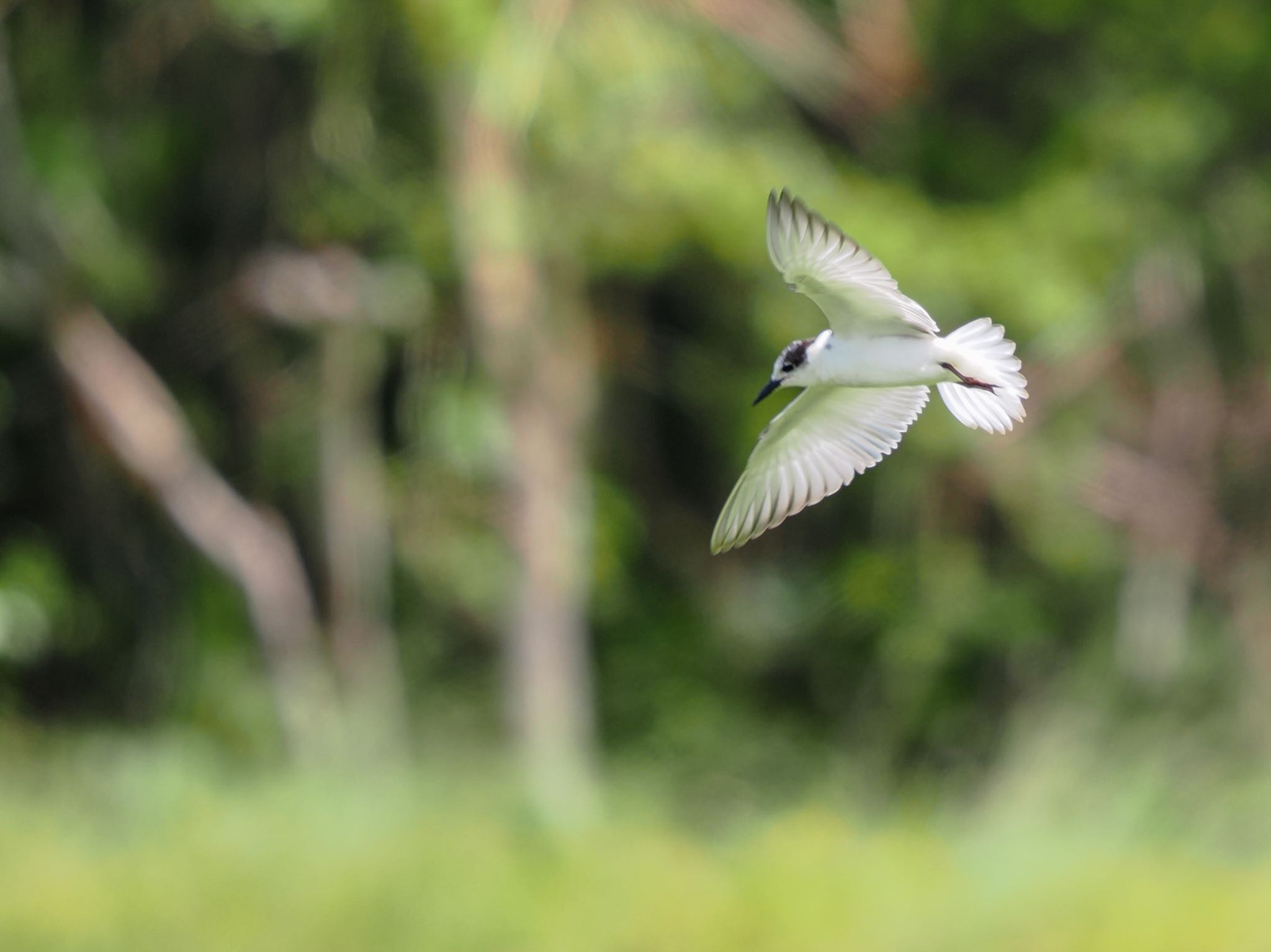 Black-naped Tern