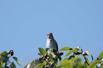 2022年10月29日(土) 葛西臨海公園の野鳥観察記録