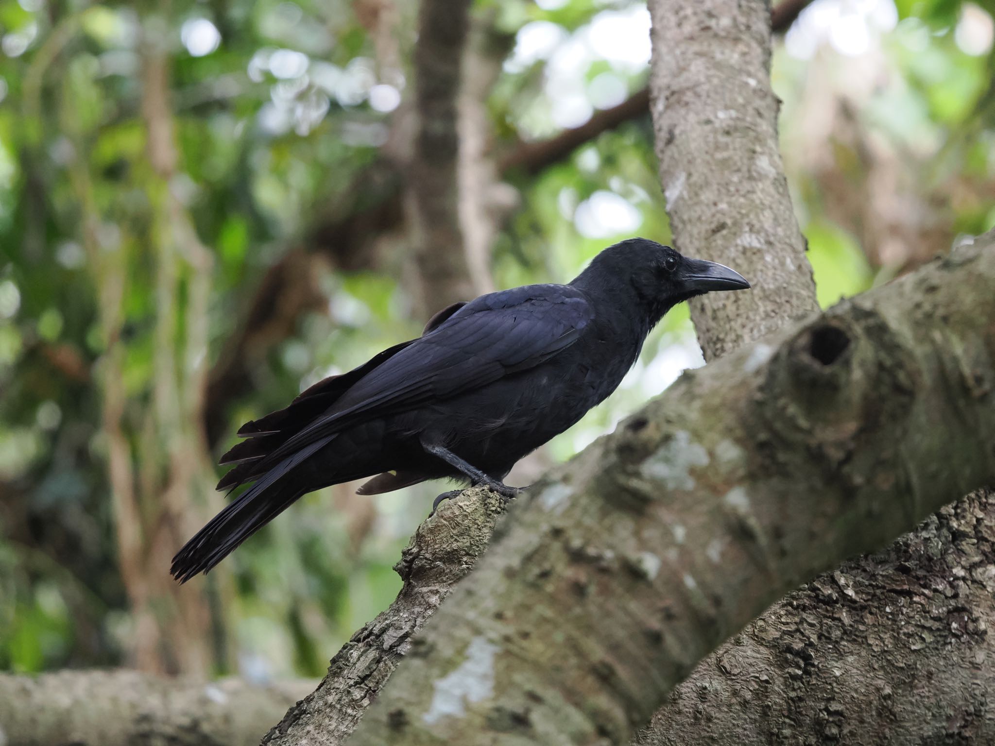 Large-billed Crow(osai)