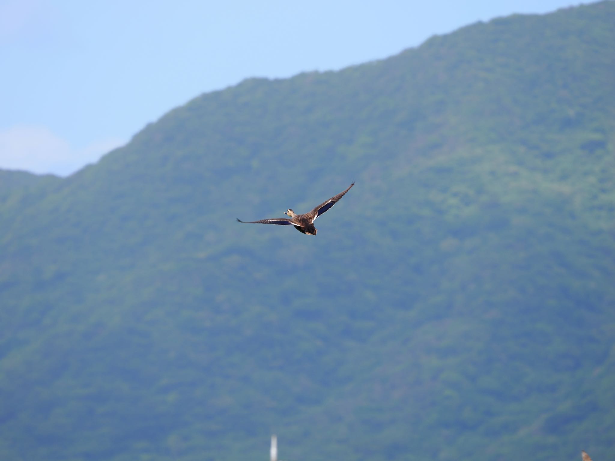 Eastern Spot-billed Duck