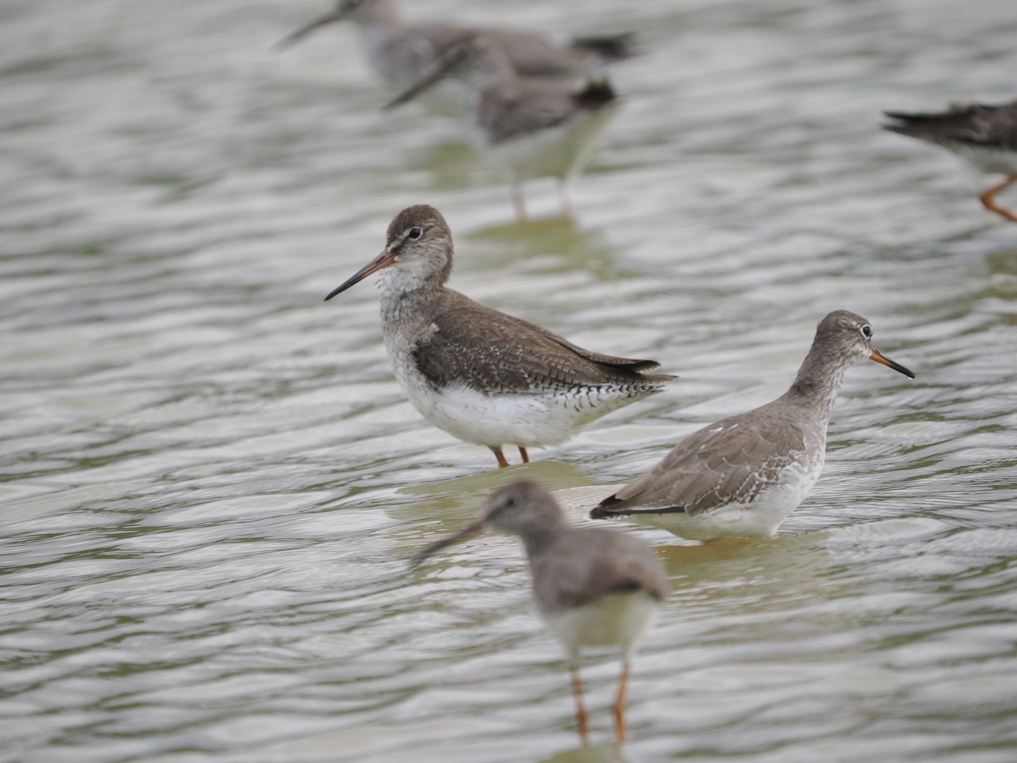 Photo of Grey-tailed Tattler at Ishigaki Island by okamooo