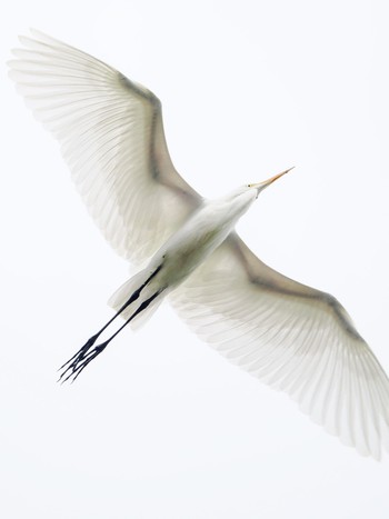 2022年10月12日(水) 石垣島の野鳥観察記録