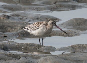 Black-tailed Godwit 佐賀県諸富町 Sun, 11/13/2016