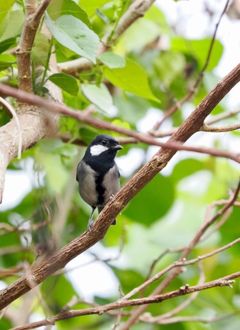 Japanese Tit(nigriloris) Ishigaki Island Wed, 10/12/2022