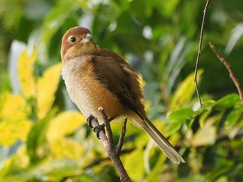 2022年10月30日(日) 東京港野鳥公園の野鳥観察記録