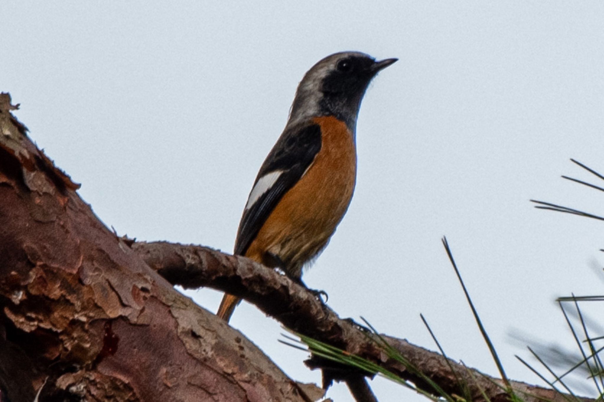 Photo of Daurian Redstart at 静岡県立森林公園 by はる