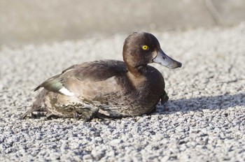 未同定 境川遊水地公園 2022年10月30日(日)