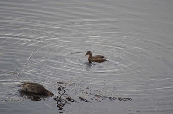 カイツブリ 境川遊水地公園 2022年10月30日(日)