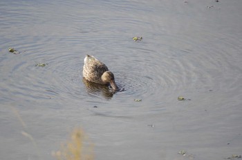 ハシビロガモ 境川遊水地公園 2022年10月30日(日)