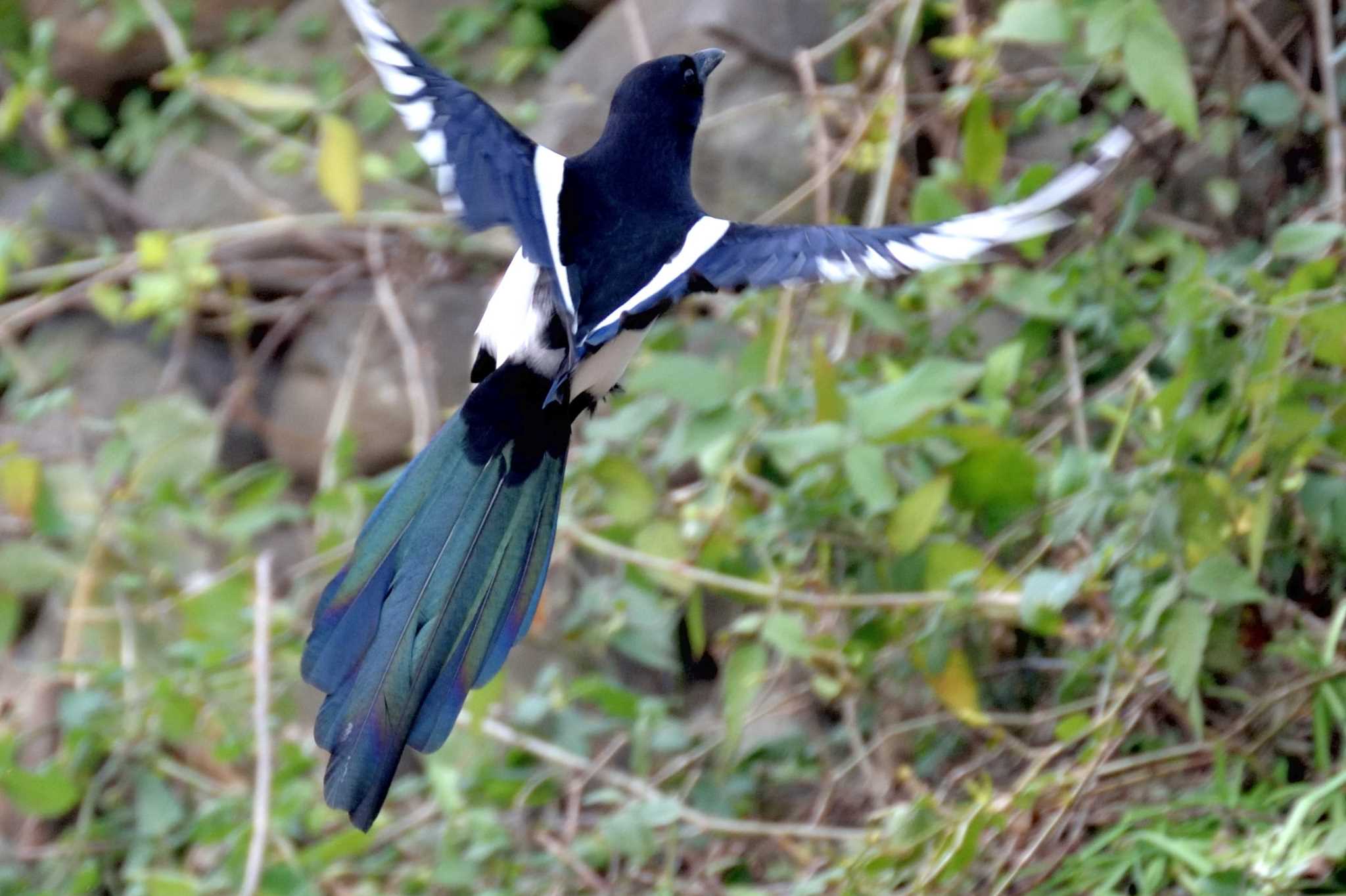 Photo of Eurasian Magpie at 佐賀県唐津市 by ピノタン