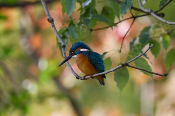 2022年10月30日(日) 千里南公園の野鳥観察記録