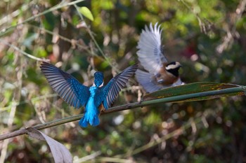 カワセミ 千里南公園 2022年10月30日(日)