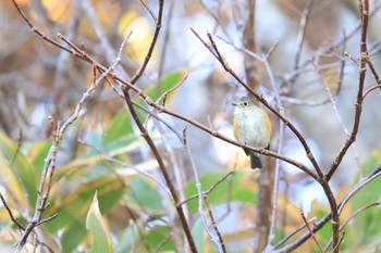 ルリビタキ 北海道 函館市 函館山 2022年10月30日(日)