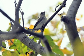 2022年10月29日(土) 井頭公園の野鳥観察記録