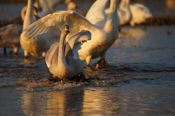 Sun, 10/30/2022 Birding report at 潟ノ内(島根県松江市)