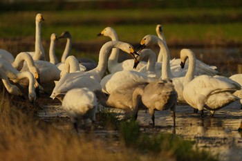 コハクチョウ 潟ノ内(島根県松江市) 2022年10月30日(日)