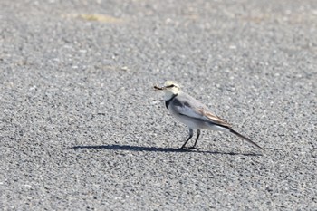 Sat, 10/29/2022 Birding report at 平城宮跡