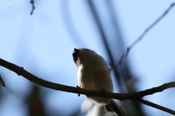 Sat, 10/29/2022 Birding report at 奈良市佐紀町