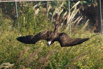 Sun, 10/30/2022 Birding report at 神戸市西区