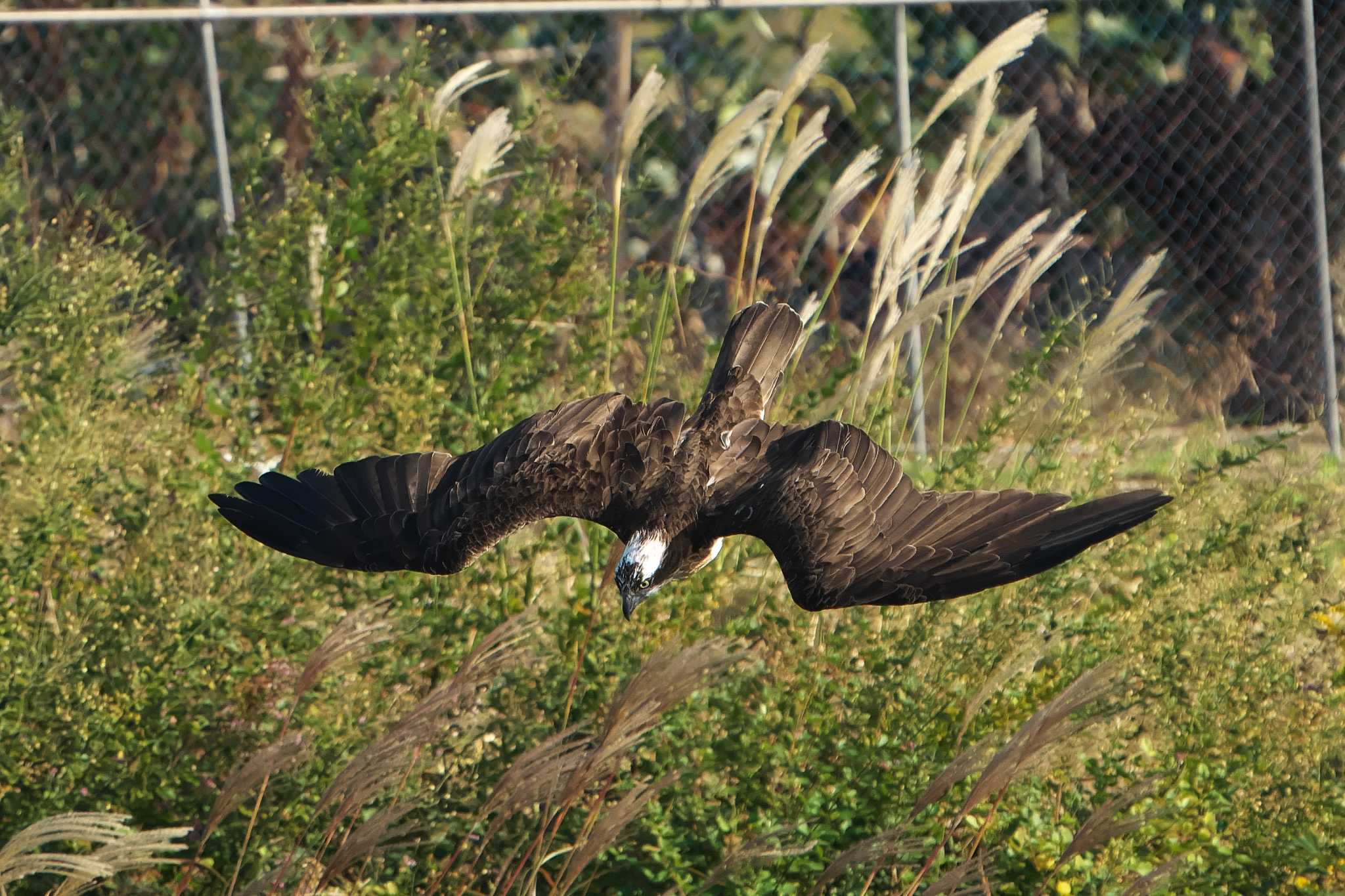 Photo of Osprey at 神戸市西区 by 禽好き