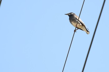 White-cheeked Starling 奈良市歌姫町 Sat, 10/29/2022