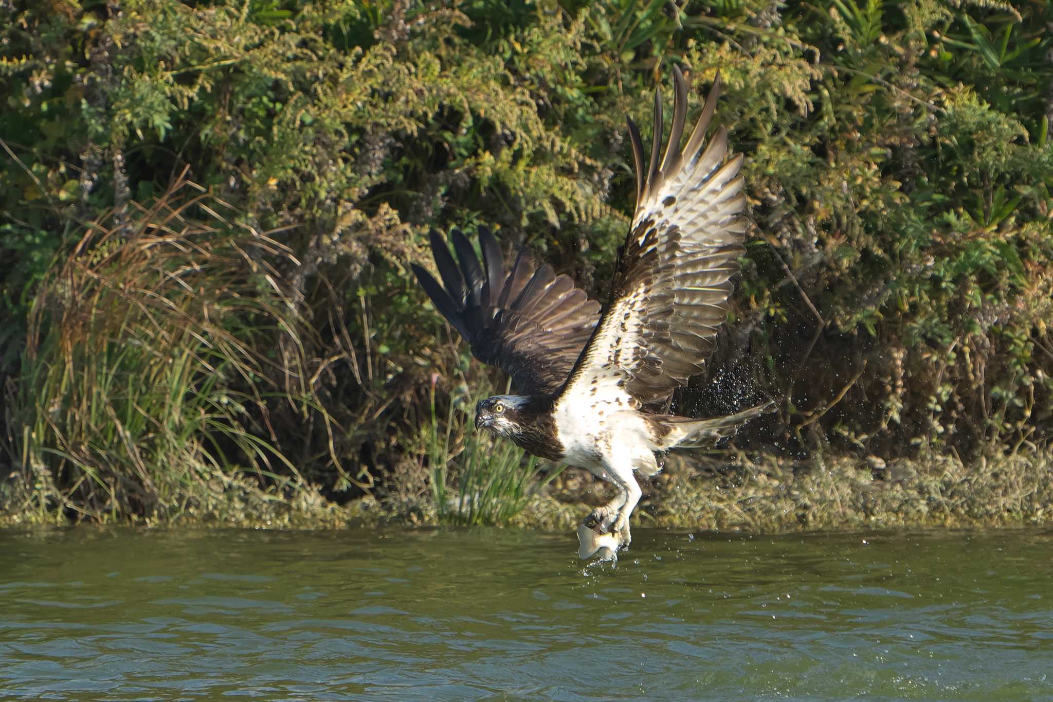 Photo of Osprey at 神戸市西区 by 禽好き