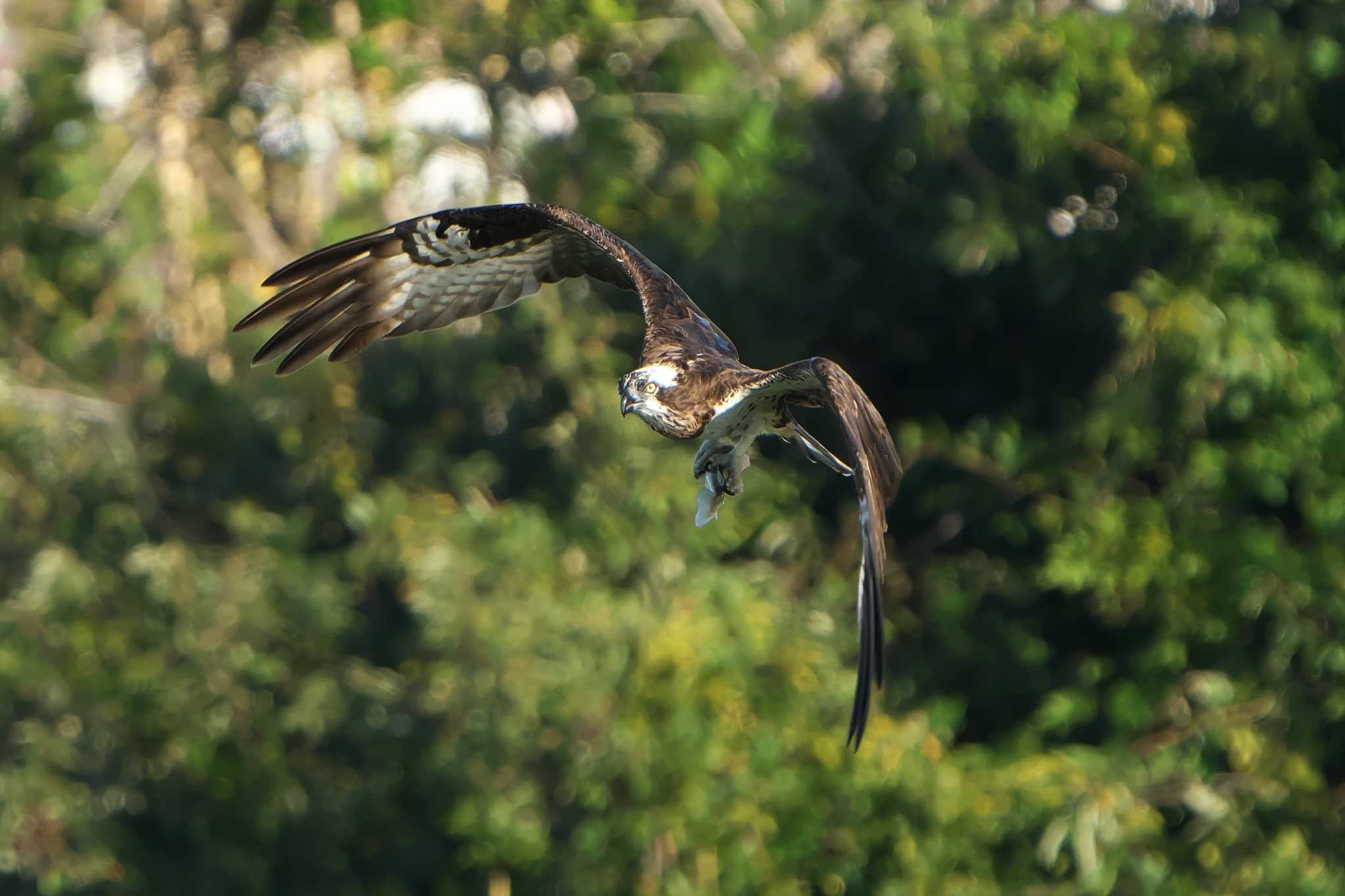 Photo of Osprey at 神戸市西区 by 禽好き