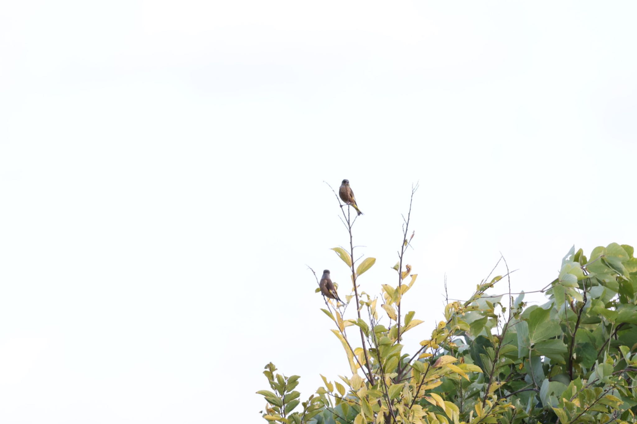 Grey-capped Greenfinch