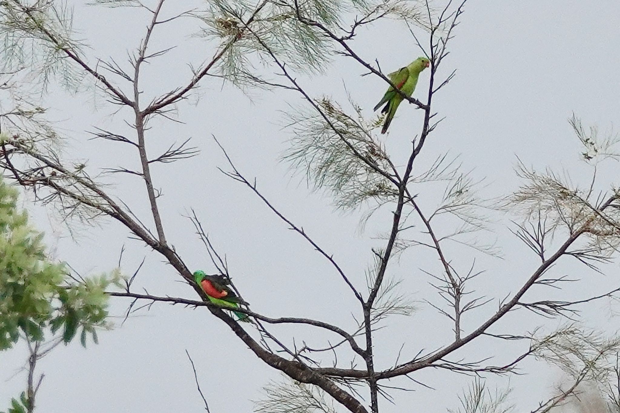 Red-winged Parrot