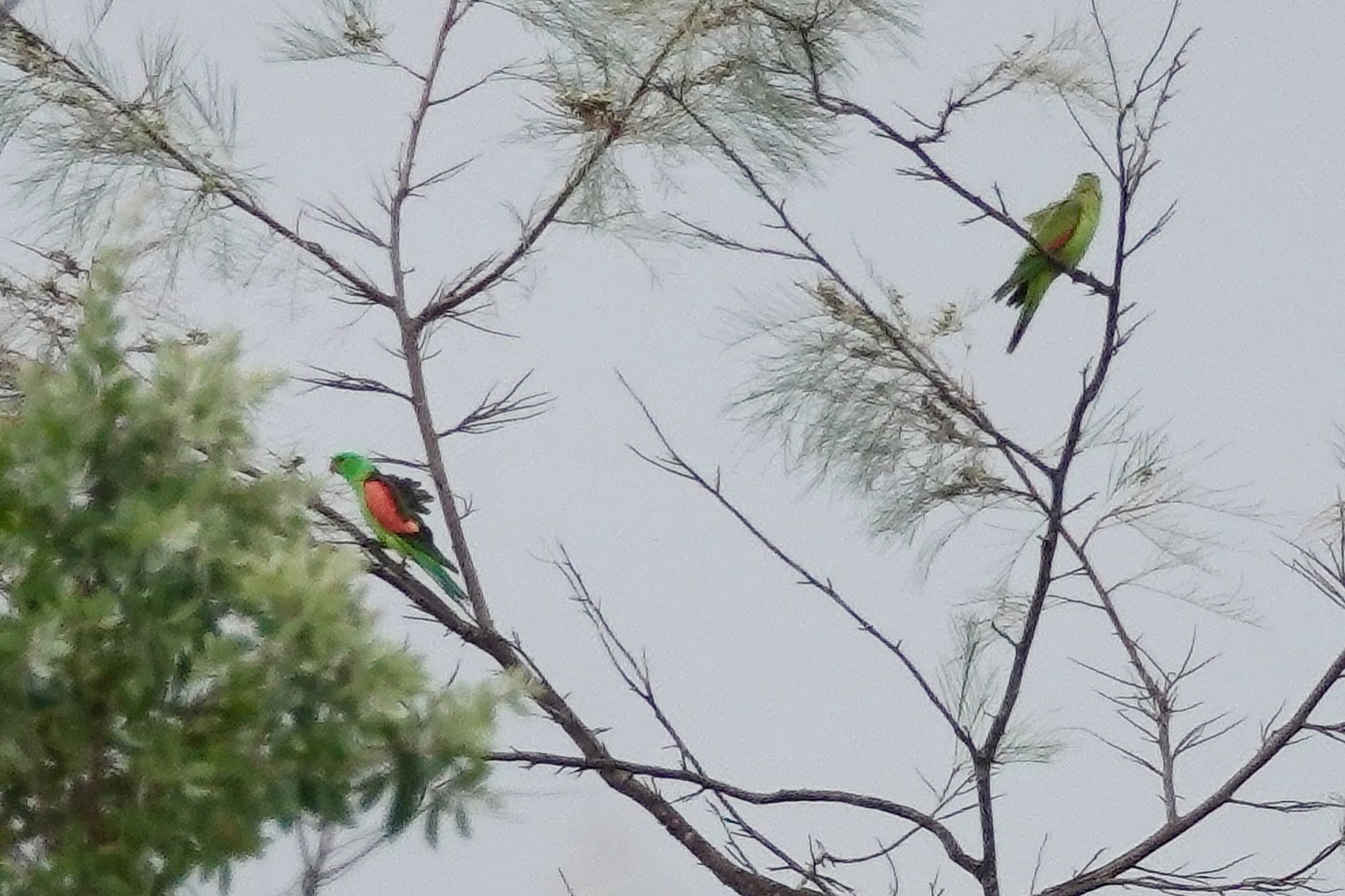 Red-winged Parrot