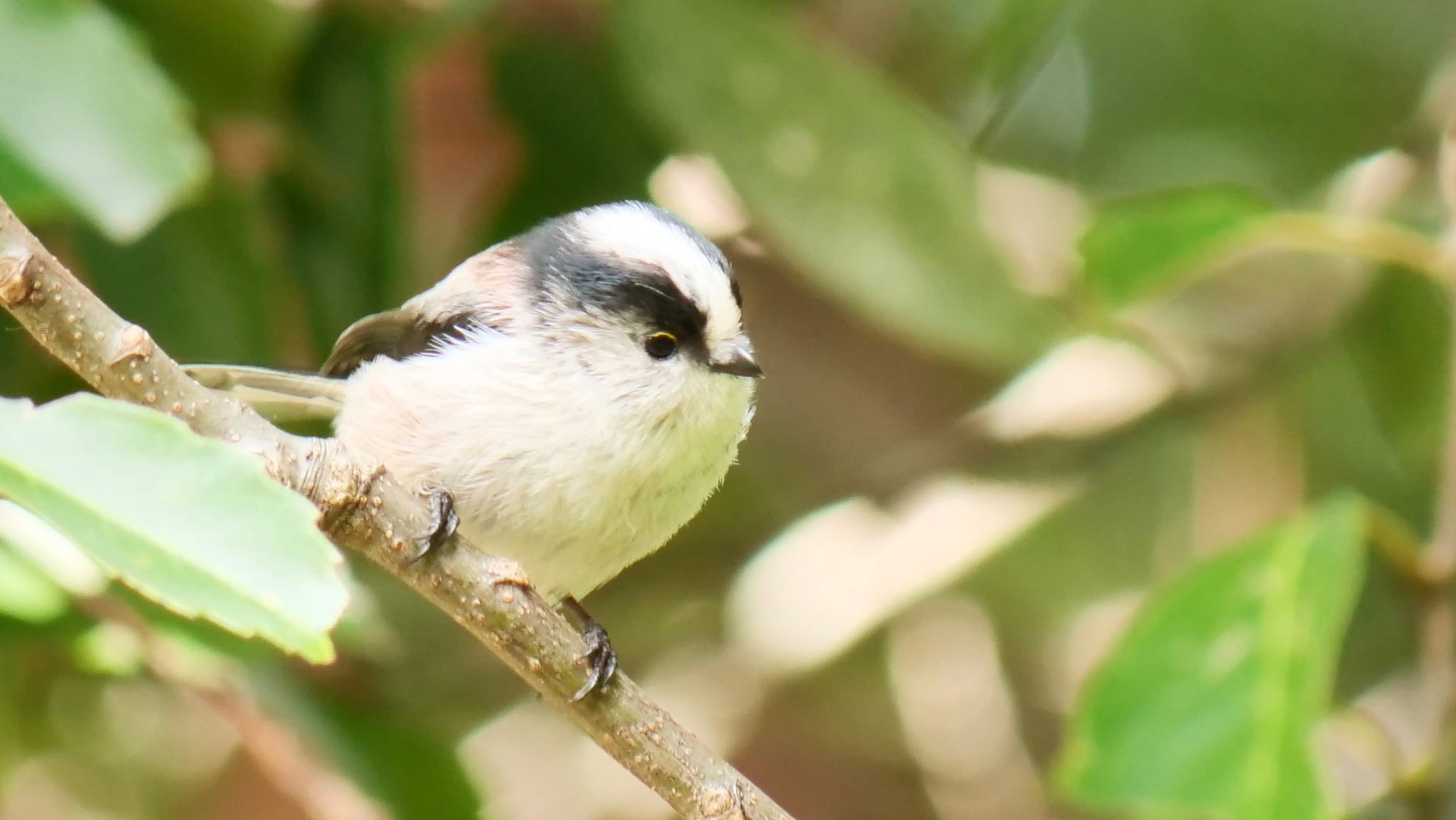 Photo of Long-tailed Tit at Kobe Forest Botanic Garden by コゲラ
