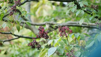 キビタキ 神戸市立森林植物園 2022年10月29日(土)