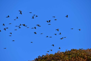 ヒヨドリ 北海道函館市汐首町 2022年10月30日(日)