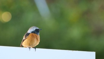 Daurian Redstart Osaka castle park Sun, 10/30/2022