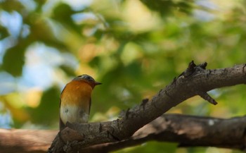 Mugimaki Flycatcher Osaka castle park Sun, 10/30/2022